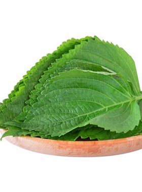 苏子叶新鲜现摘紫苏叶烤肉食材