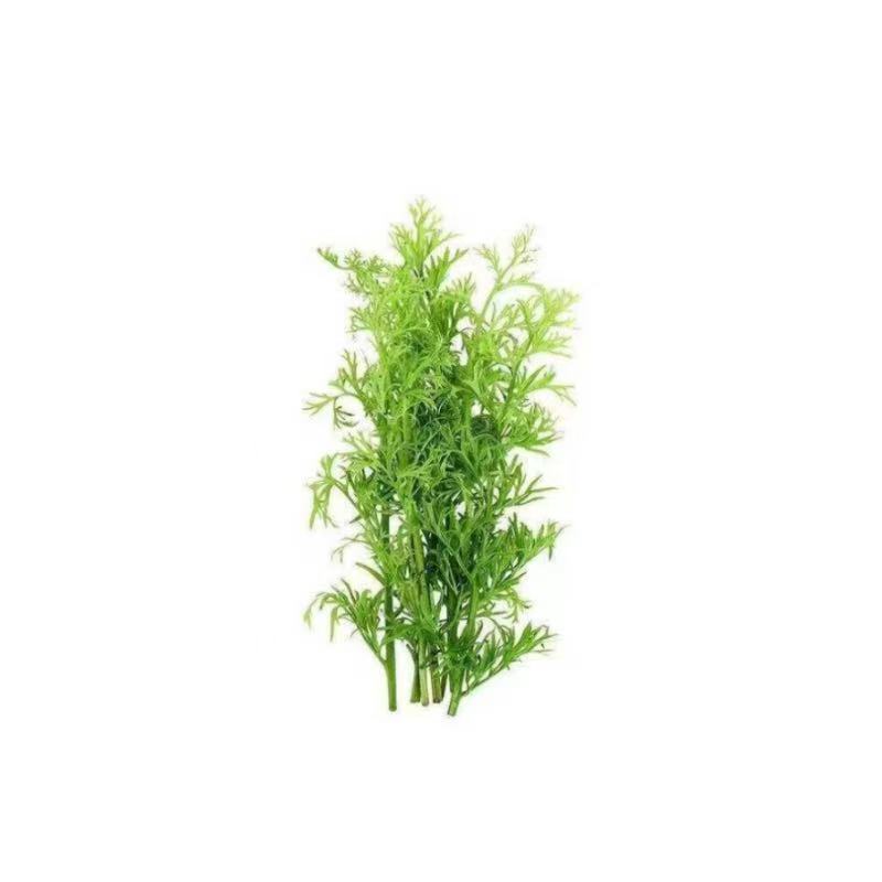 水芹水草无需二氧化碳