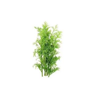 水芹水草鱼缸里的活水草植物真草迷你增氧制氧孔雀鱼专用小鱼躲避