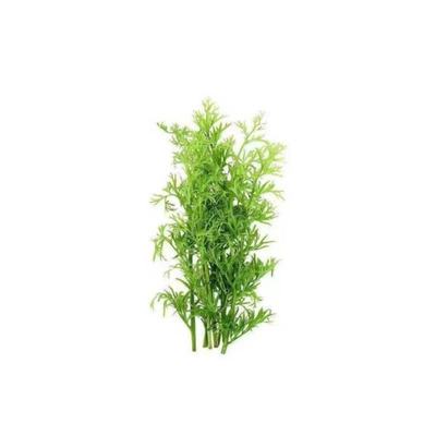 水芹水草无需二氧化碳