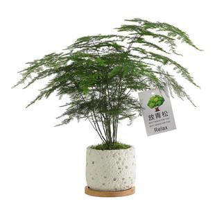 文竹盆栽室内桌面客厅四季常青办公室摆件净化空气好养花卉绿植物