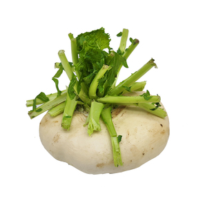 温州盘菜新鲜5斤现摘农家当季圆菜头扁萝卜大头菜玉环干江特产