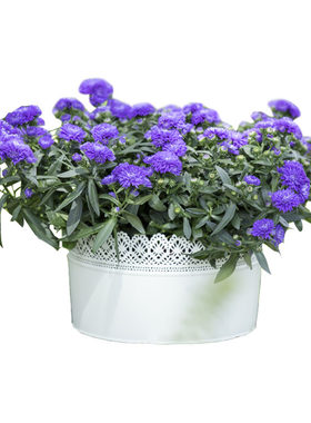 逸棵荷兰菊花苗小卡罗庭院阳台