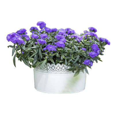 逸棵荷兰菊花苗小卡罗庭院阳台