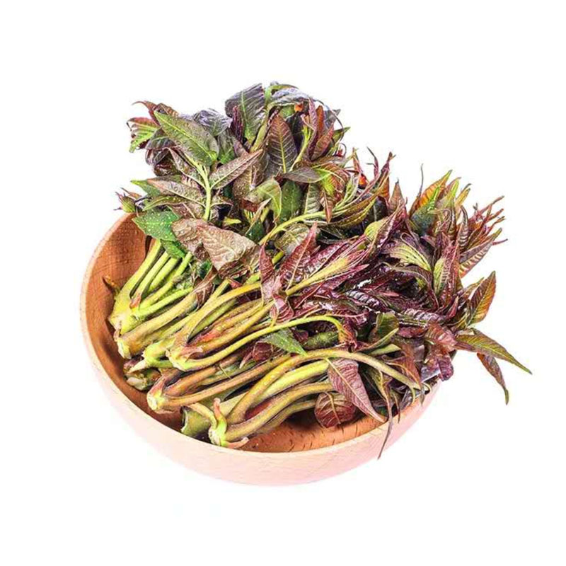野生香椿芽红叶香椿现货野菜