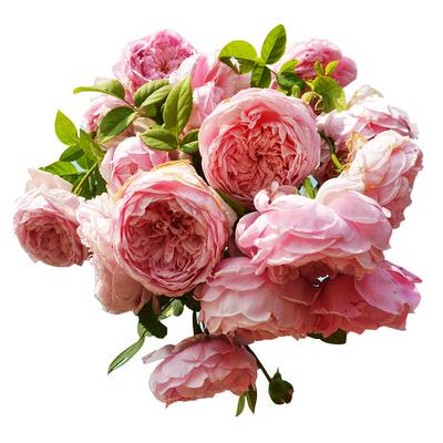 自由精神藤本月季花大苗多季开花