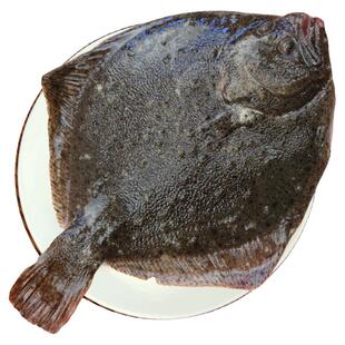 鲜活多宝鱼冷冻比目鱼特大鸦片鱼鲽鱼海鲜水产整条菱鲆鱼海鱼商用