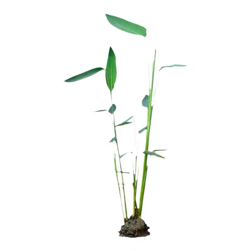 再力花池塘绿化公园小区挺水植物