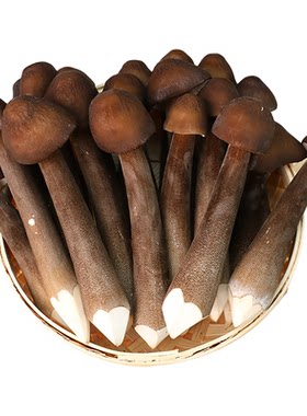 新鲜黑皮鸡枞菌炒菜煲汤火锅食材