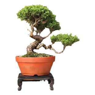 济州真柏微盆景老桩造型一物一拍四季常青中式室内盆栽柏树带神枝