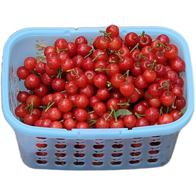 顺丰冷链小樱桃晨摘午发次日达