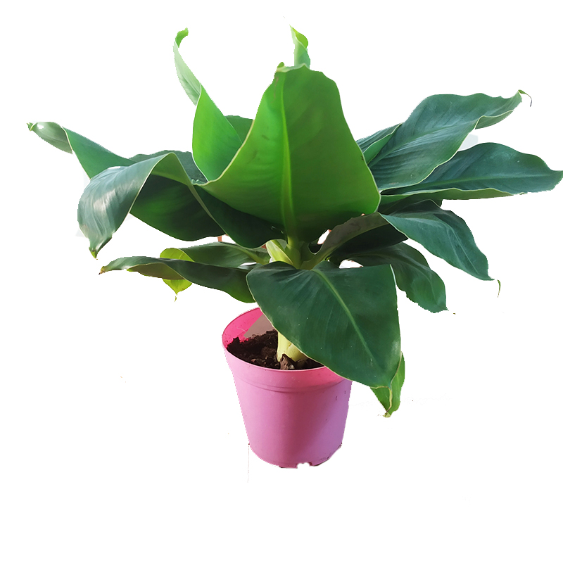 迷你株型香蕉 超矮卡文迪什盆栽  矮生香蕉盆栽室內(nèi)陽臺植物綠植