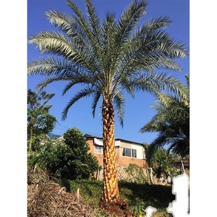 中东海枣树苗 银海枣树 棕榈树苗加拿利海枣树苗林刺葵庭院风景树