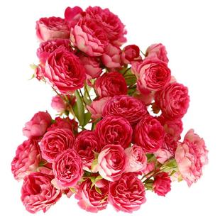 天狼月季胭脂扣庭院攀援藤本型盆栽新手推荐内粉外白小巧玲珑丰花