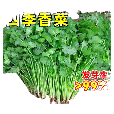 四季香菜籽种苗大小叶芫荽菜种籽