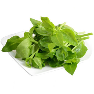 养心菜苗多年生高钙菜养心可食用田七菜盆栽春季蔬菜苗救心菜