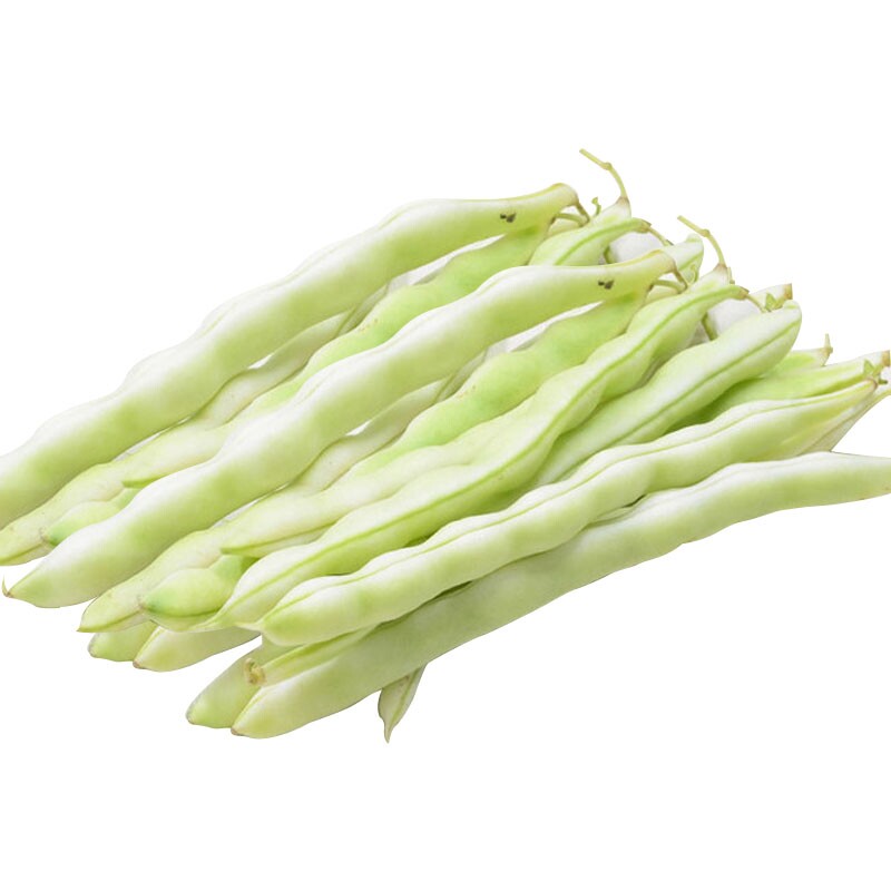 芸豆种子龙泉307芸豆种早熟抗病高产春秋芸豆豆角耔包邮