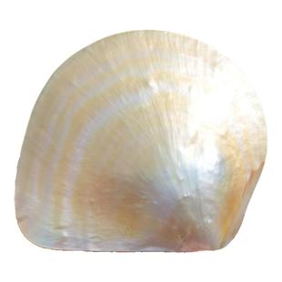 天然黄蝶贝企鹅贝海螺贝壳收藏水族箱鱼缸造景地台家居装饰品道具