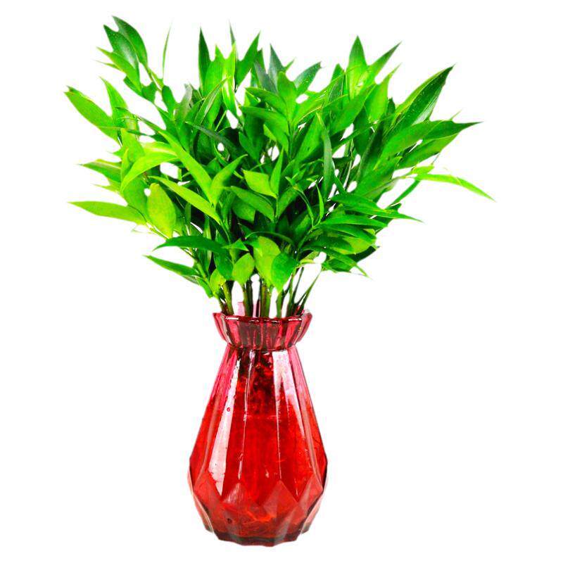 竹柏盆栽水培平安驱蚊植物桌面