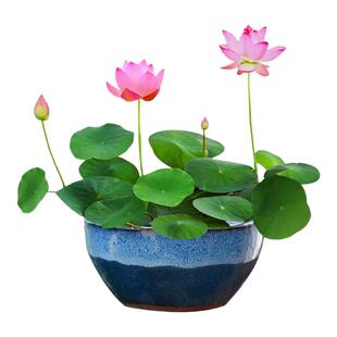 水培植物碗莲花卉室内花好养四季可播种子籽水养荷花盆栽客厅睡莲