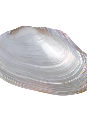 海贝缘天然大珍珠蚌壳超大贝壳