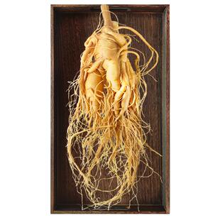 长白山人参煲汤泡酒鲜人参东北特产保鲜参高品质滋补大个人参