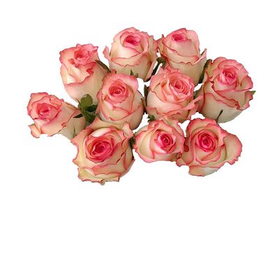 切花玫瑰月季花盆栽老园丁