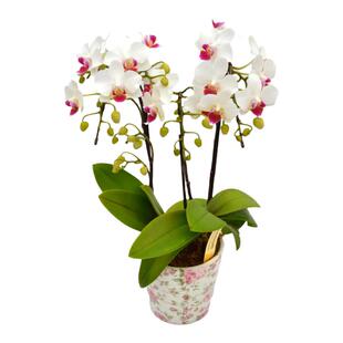 （仅限发上海）春节新年伴手花礼日本sheena迷迪蝴蝶兰高档礼品