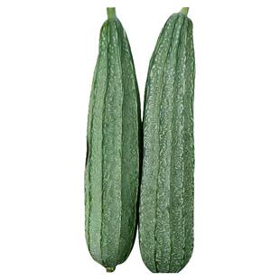 大花点肉丝瓜苗种子菱角丝瓜春秋四季高产菜园阳台盆栽蔬菜种籽孑