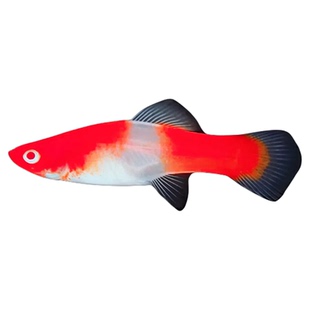 红白剑鱼热带鱼观赏鱼红白剑胎生鱼淡水鱼好养耐活红剑鱼玛丽鱼苗