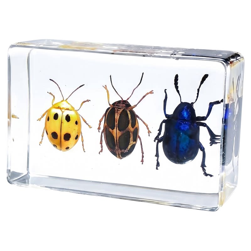昆虫树脂标本真虫琥珀摆件真实幼儿园小动物标本蝎子蜘蛛甲虫金龟