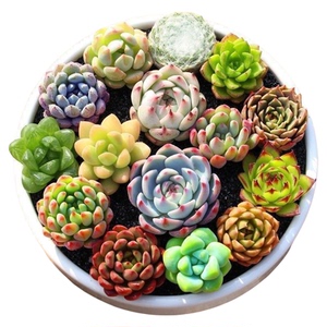 多肉植物组合盆栽新款多肉绿植花卉室内客厅办公室桌面防辐射植物