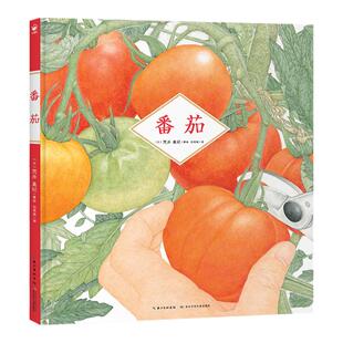 【BIB金苹果奖得主荒井真纪新作】诺贝尔科学馆：番茄 精装 3-6-9岁儿童蔬菜科普小学生一二三年级自然植物观察绘本草莓郁金香作者