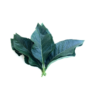 南非叶鲜叶子 将军叶苦茶叶扁桃斑鸠菊干货种苗清热中药材包邮