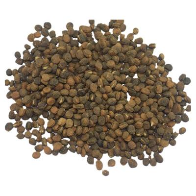 长白山人参种子盆栽裂口催生参籽