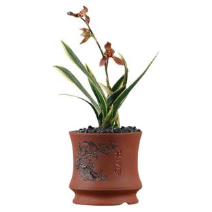 高端墨兰艺草矮种东方红神荷老种四季建兰七彩玲珑带花开浓香盆栽