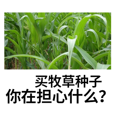 杂交高丹王种籽苏丹草四季牧草