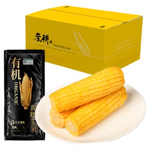 亲耕东北有机黄糯玉米八支真空玉米糯米新鲜采摘香甜软糯早餐玉米