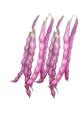 紫芸豆蔬菜春秋紫架豆种子