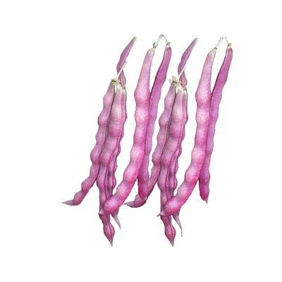紫芸豆蔬菜春秋紫架豆种子