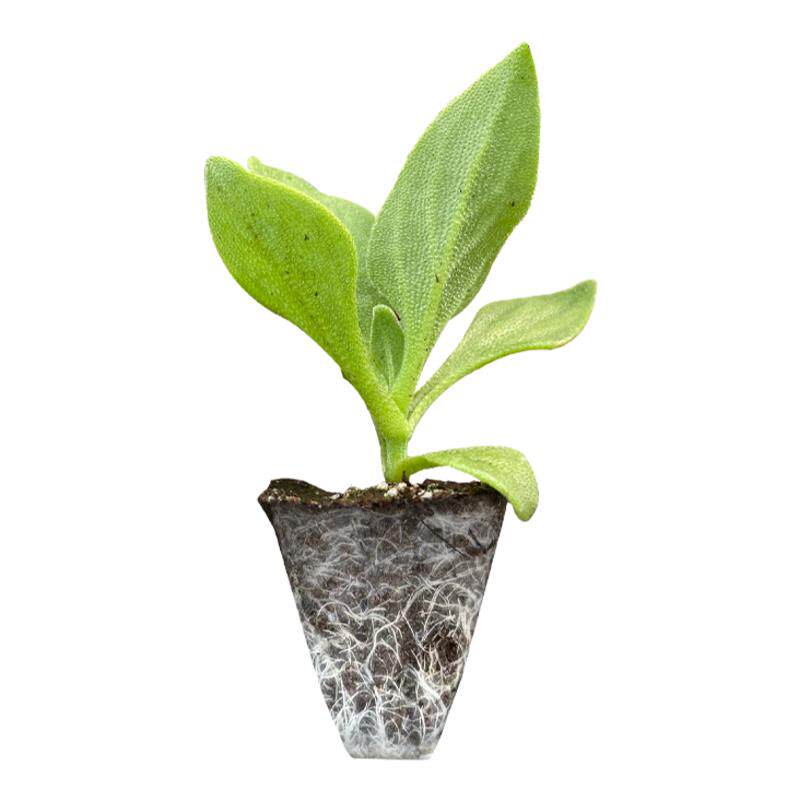 寿光水晶冰菜苗秧脆嫩高产冰叶菜