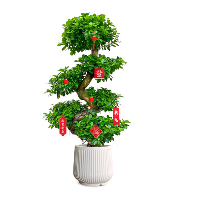 造型金钱榕大盆栽小叶盆景植物室内招财摇钱树客厅大型绿植发财树