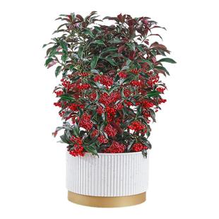 富贵籽盆栽金玉满堂植物耐寒富贵子花卉室内植物带果发货年宵花