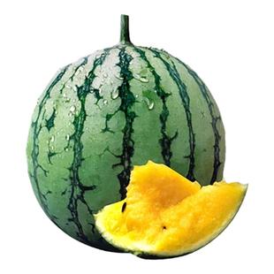 小兰黄瓤西瓜种子小型礼品西瓜种籽绿皮黄瓤薄皮早熟水果种子春季