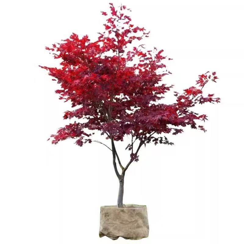 日本红枫树苗红舞姬室外耐寒枫树盆景盆栽庭院绿化植物风景树植物