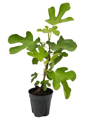 盆栽无花果可食用易养