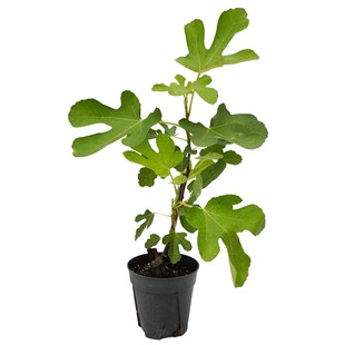 天狼无花果阳台庭院家庭四季种植可食用易养果树绿植盆栽地栽