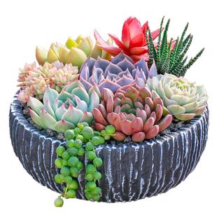 多肉植物组合套餐含盆带土栽种好成品发货办公桌阳台盆栽花卉绿植