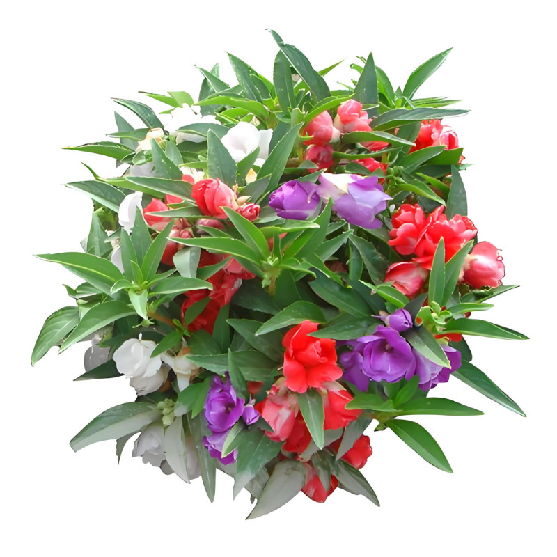 重瓣凤仙花种子茶花染指甲花