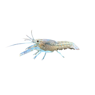 龙纹鳌虾单性繁殖淡水活体宠物虾观赏虾新手虾练手虾